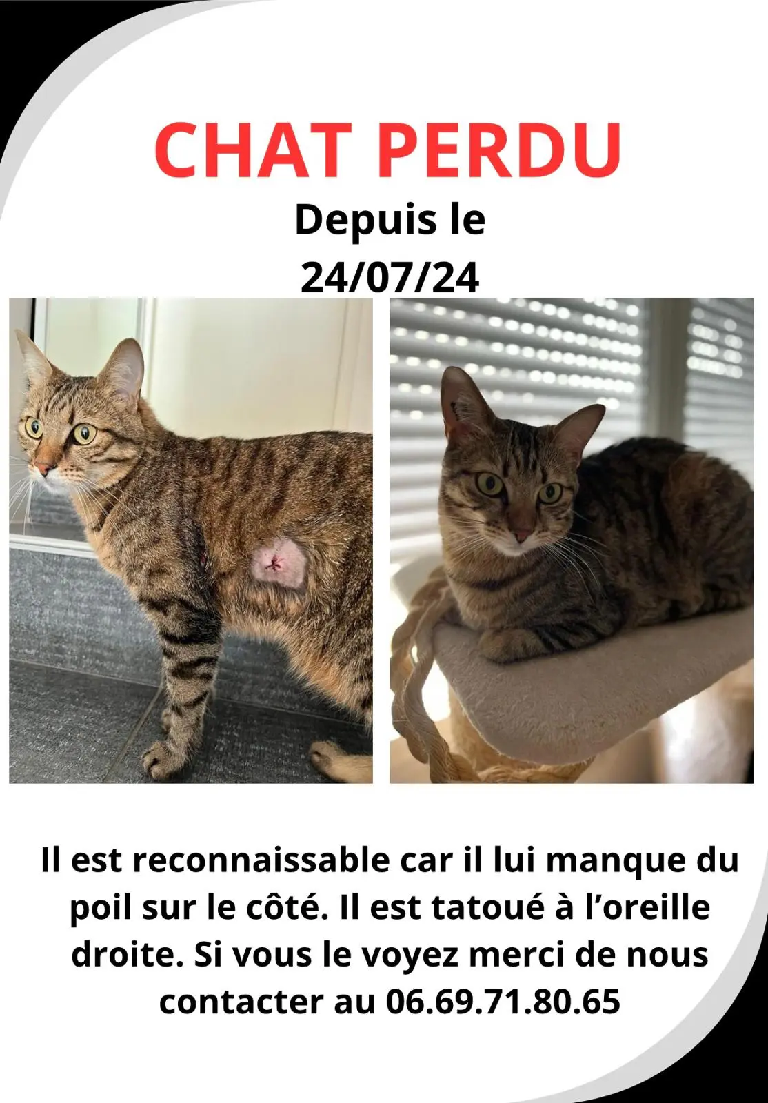 Chat Perdu 77 Seine-et-Marne - Milo Chat Perdu 77 Seine-et-Marne - Milo