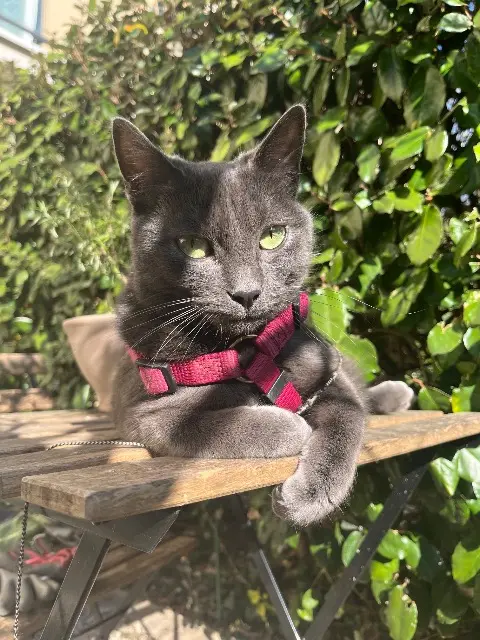 gato perdido 77500 Chelles Mimi gato lost 77500 Chelles Mimi