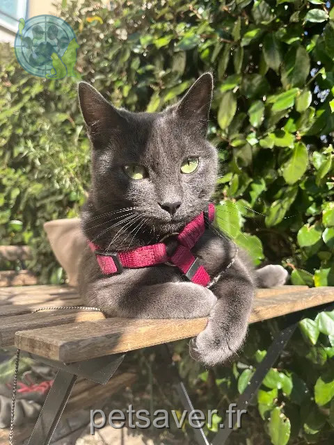 gato perdido 77500 Chelles Mimi gato lost 77500 Chelles Mimi