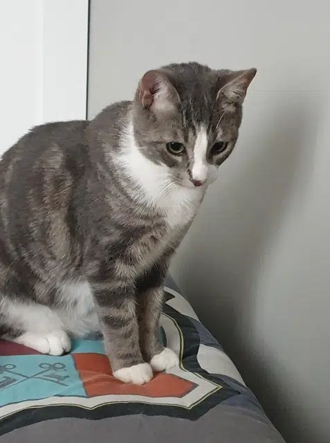 chat lost   77340 Pontault-Combault Minato