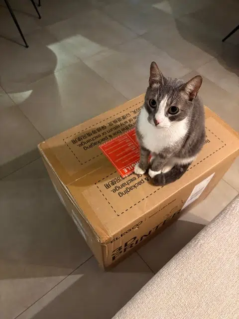 chat lost   77340 Pontault-Combault Minato