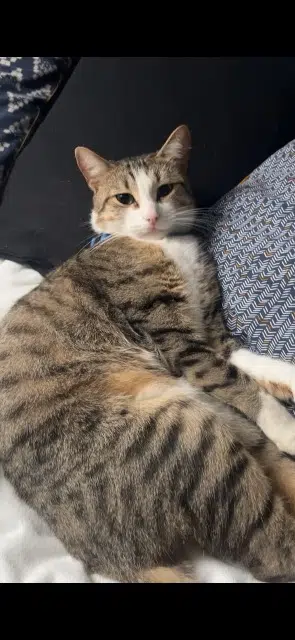 chat lost   77130 Varennes-sur-Seine Minou