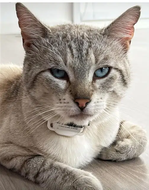 cat lost 77144 Montévrain Minou cat lost 77144 Montévrain Minou