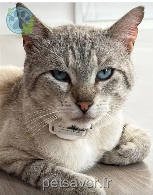 gatto perso 77144 Montévrain Minou gatto lost 77144 Montévrain Minou