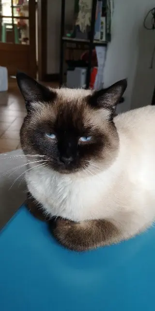 chat lost   77400 Lagny-sur-Marne Mochi