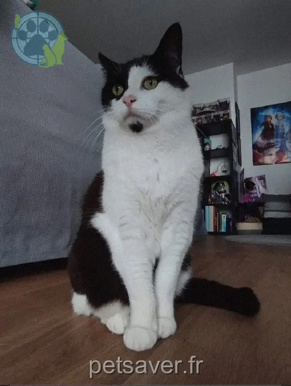 Chat Perdu 77 Seine-et-Marne - Mogwaï Chat Perdu 77 Seine-et-Marne - Mogwaï