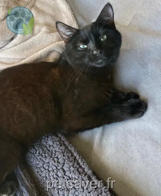 gato lost   77240 Vert-Saint-Denis Momox