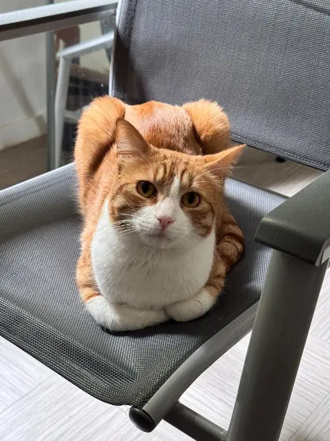 chat lost   77186 Noisiel Monkeydoo