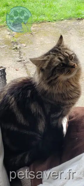 chat lost 77127 Lieusaint Myou