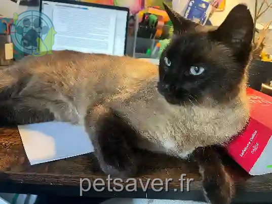 Chat Perdu 77 Seine-et-Marne - Nabu Chat Perdu 77 Seine-et-Marne - Nabu