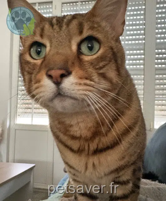 chat lost   77450 Esbly Negan