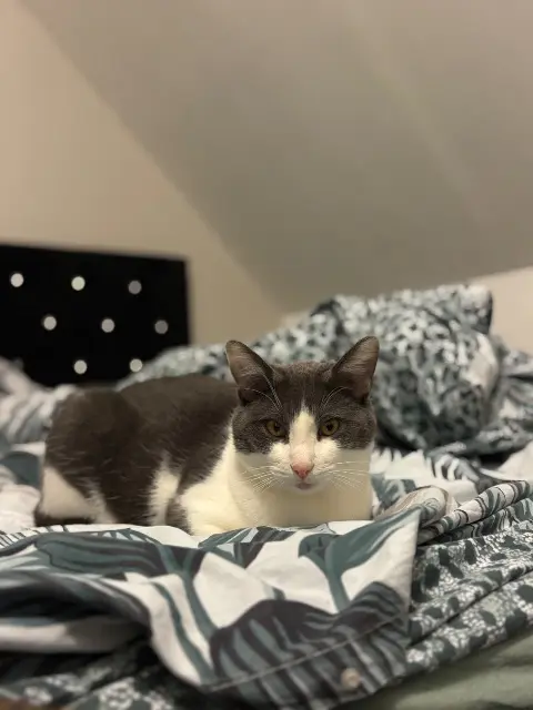 chat lost   77370 Maison-Rouge Neko