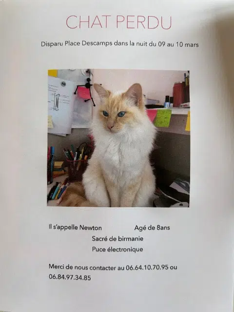 chat lost   77300 Fontainebleau Newton