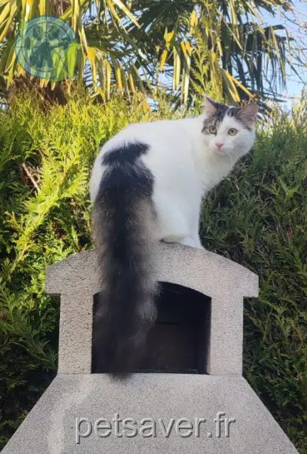 chat lost   77680 Roissy-en-Brie Nougar