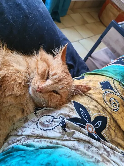 chat lost   77510 Rebais O'Malley