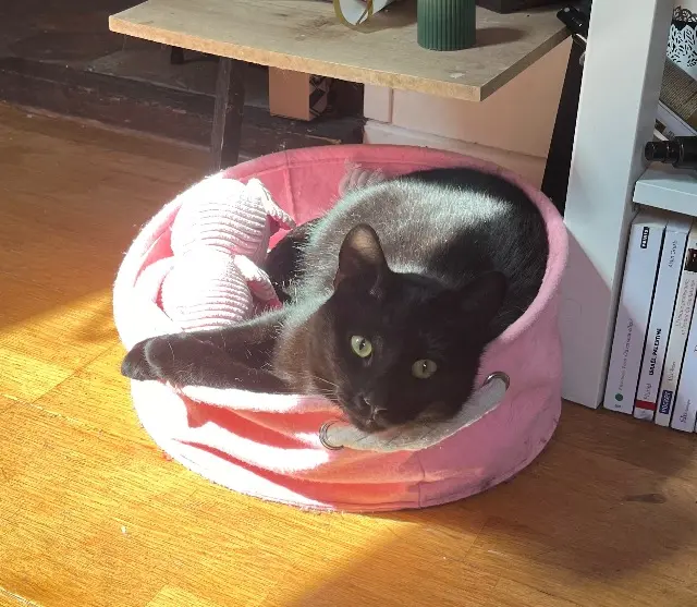 chat lost   77300 Fontainebleau Obams