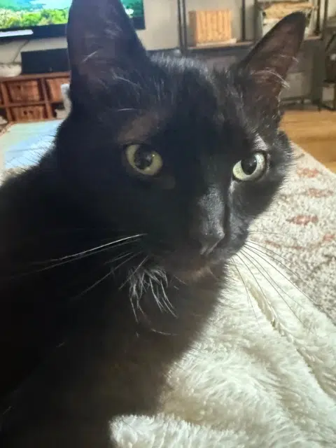 chat lost   77127 Lieusaint Okland