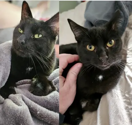 chat perdu 77220 Liverdy-en-Brie Onyx chat lost 77220 Liverdy-en-Brie Onyx