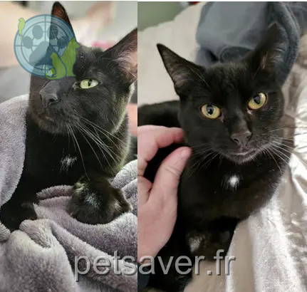 Kater vermisst 77220 Liverdy-en-Brie Onyx Kater lost 77220 Liverdy-en-Brie Onyx