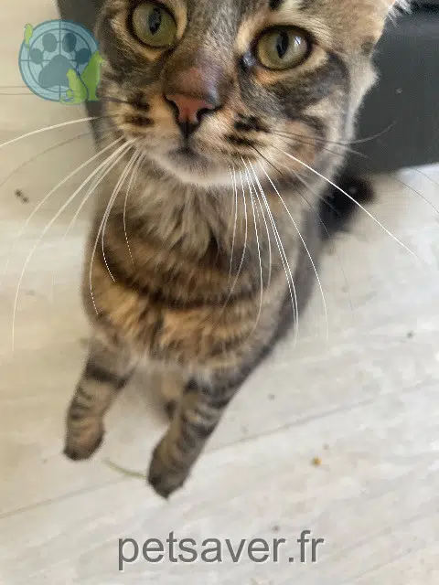 cat lost   77350 Le Mée-sur-Seine Onyx
