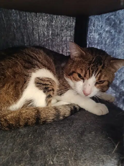 chat lost   77140 Nemours Orelsa