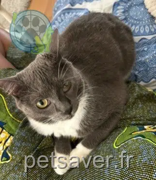 chat lost   77100 Meaux Oreo