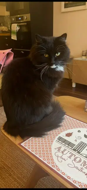 chat lost   77210 Avon Oscar