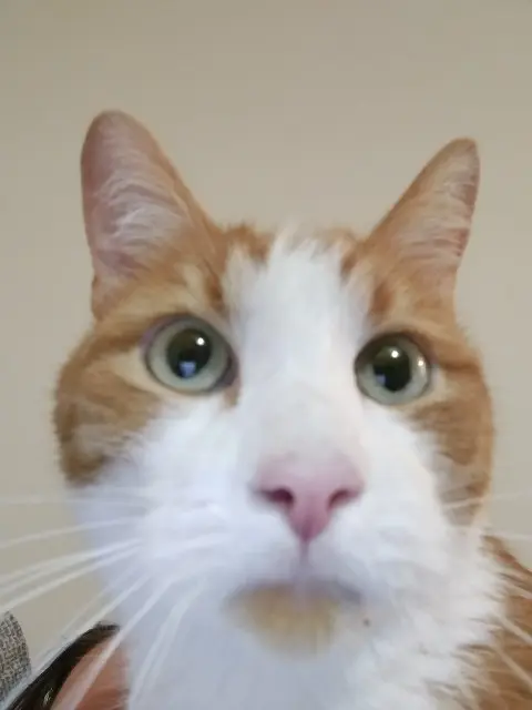chat lost   77410 Claye-Souilly owen