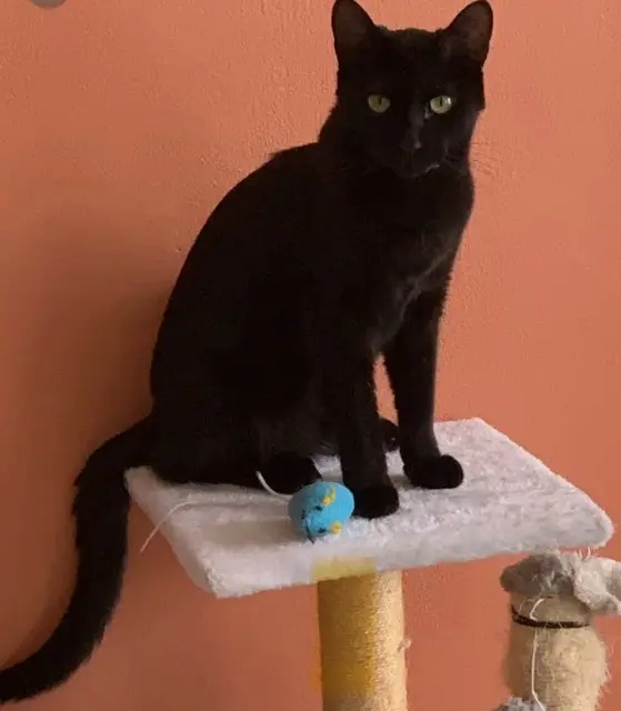 chat lost   77920 Samois-sur-Seine Paco