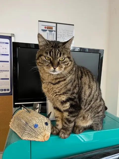 chat lost   77640 Jouarre Papillon