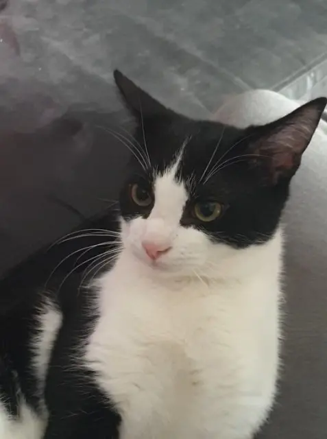 chat lost   77185 Lognes Peanuts