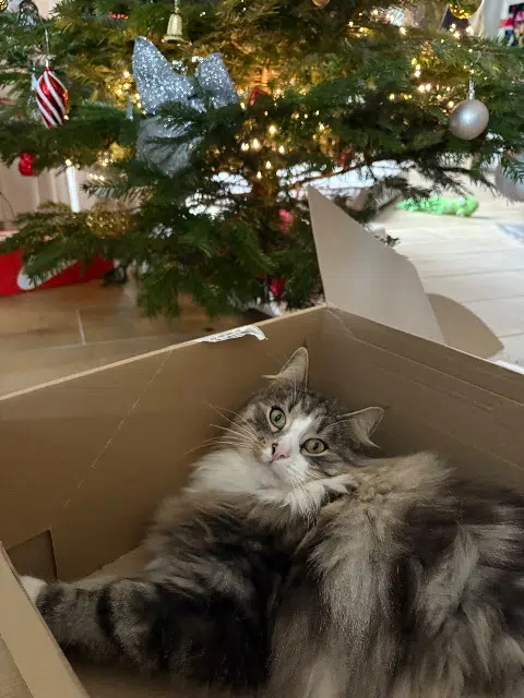 chat lost   77600 Guermantes Percy