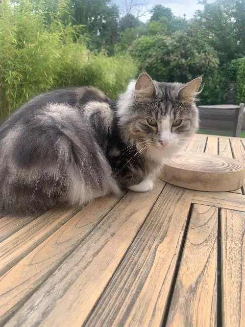 cat lost 77600 Guermantes Percy cat lost 77600 Guermantes Percy