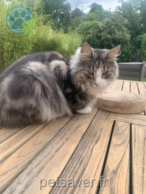 gato perdido 77600 Guermantes Percy gato lost 77600 Guermantes Percy