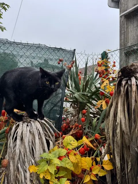 chat lost   77130 Montereau-Fault-Yonne Peter