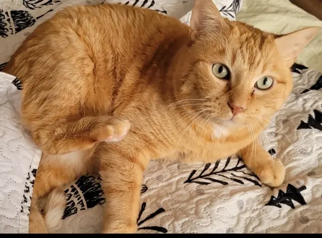 chat lost   77240 Vert-Saint-Denis Petit Roux
