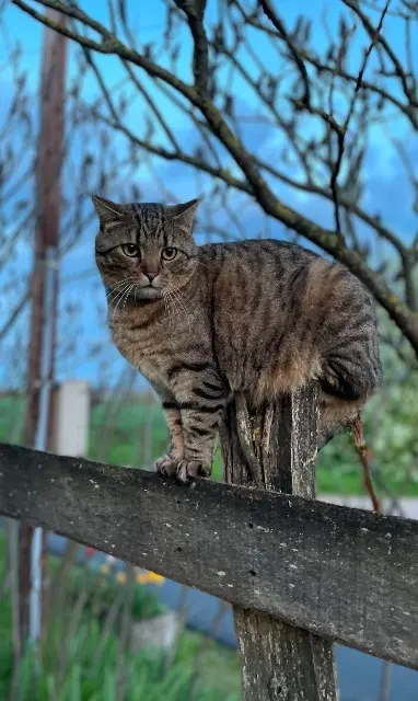 chat lost   77940 Diant Pimousse