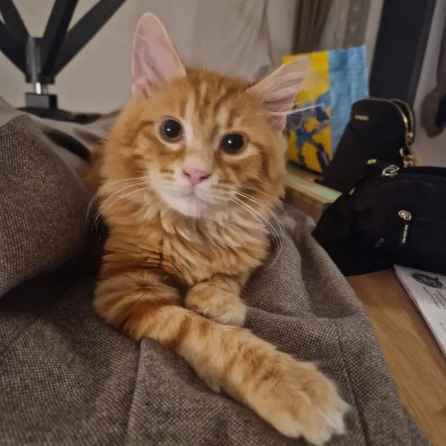 chat lost   77144 Montévrain Pipou