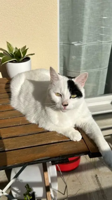 chat lost   77176 Savigny-le-Temple Pirate