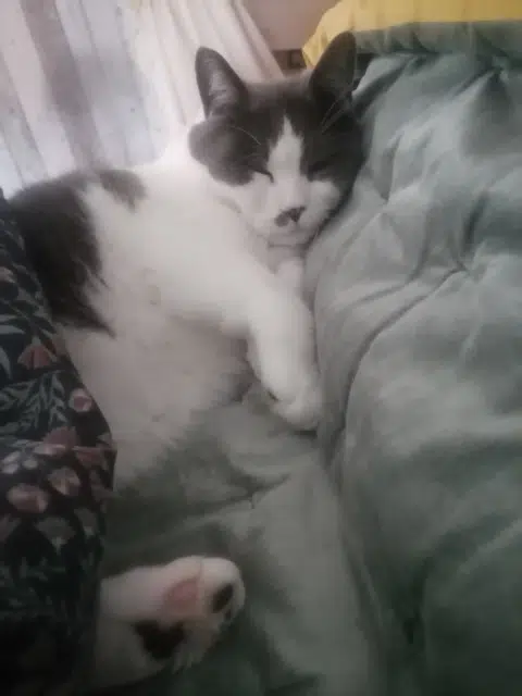 chat lost   77510 Villeneuve-sur-Bellot Pompon