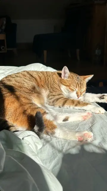 chat lost   77590 Bois-le-Roi Pompon