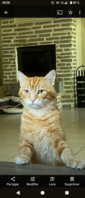 chat lost   77370 Nangis Pooky