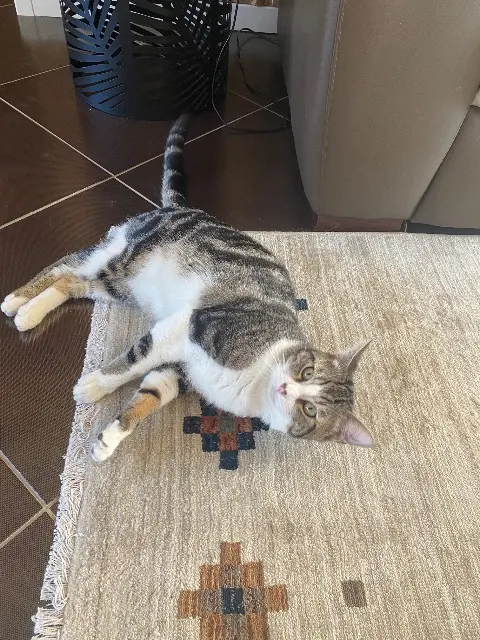 chat lost   77000 Vaux-le-Pénil Poppy