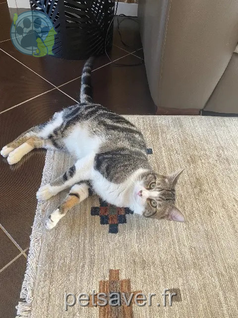kater vermist 77000 Vaux-le-Pénil Poppy kater lost 77000 Vaux-le-Pénil Poppy