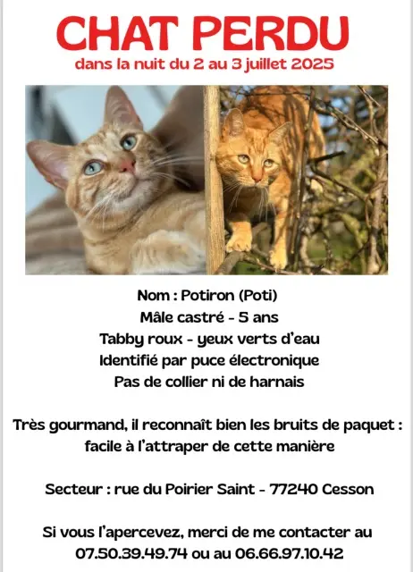 gato perdido 77240 Cesson Potiron gato lost 77240 Cesson Potiron