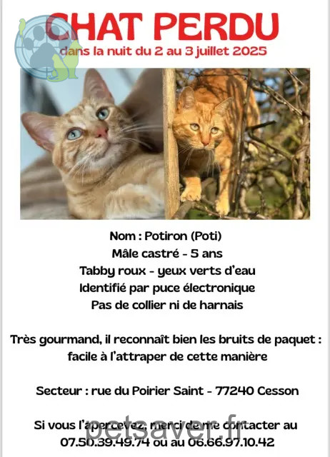 Kater vermisst 77240 Cesson Potiron Kater lost 77240 Cesson Potiron