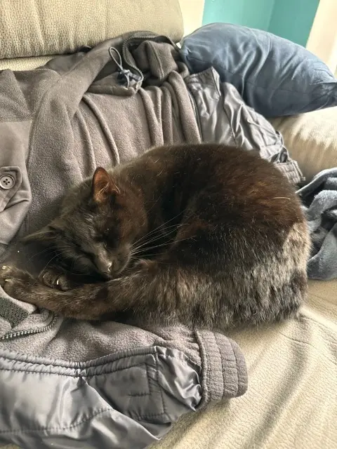 chat lost   77380 Combs-la-Ville Poupi