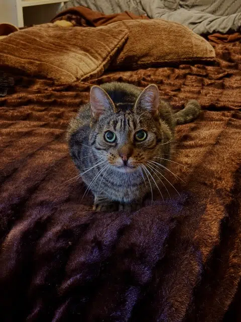 chat lost   77176 Savigny-le-Temple Pépite