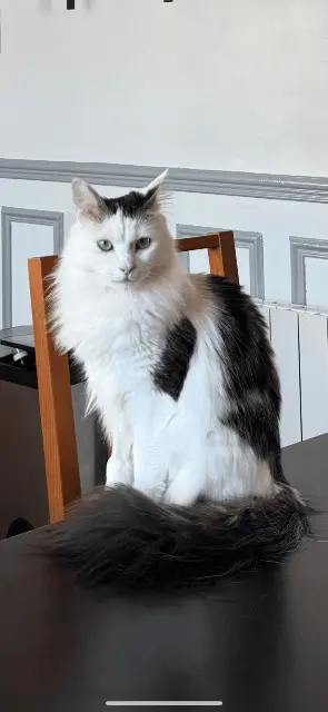 chat lost   77780 Bourron-Marlotte Pépé