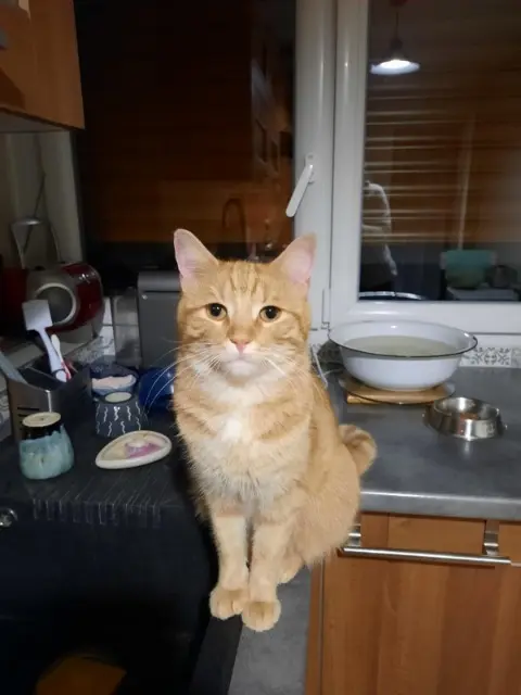 chat lost   77220 Tournan-en-Brie Rajah